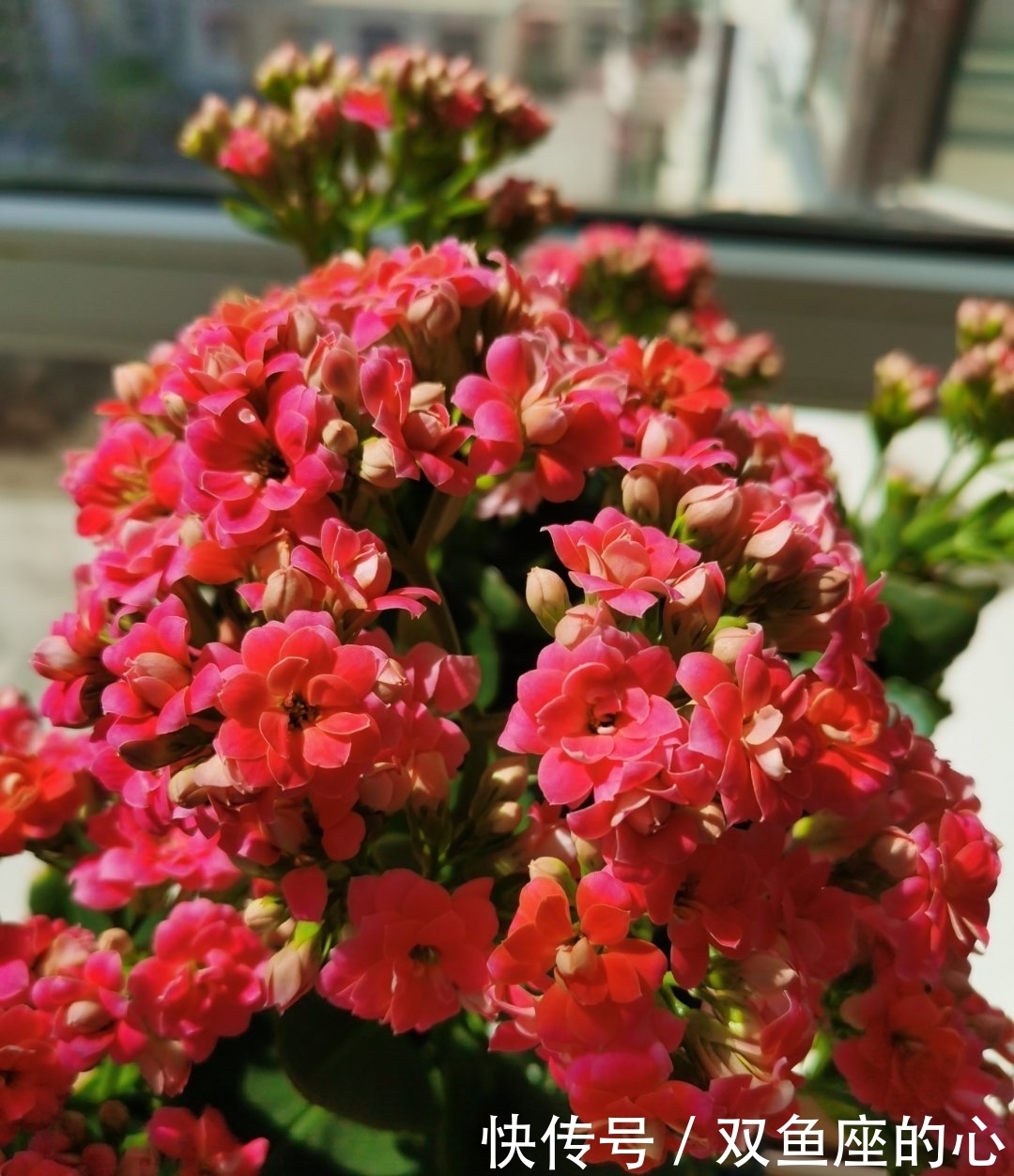 长寿花“夏必死”?避开误区“撒欢长”,还能再绽放小半年