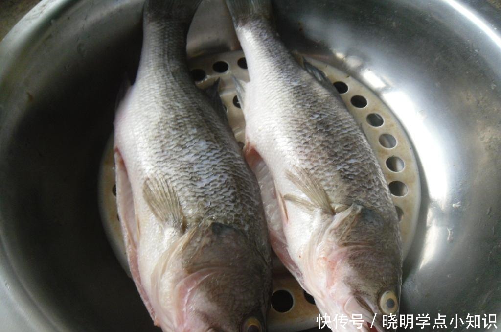 鲈鱼并不是越大越好!买鲈鱼牢记这4点,连卖鱼摊主都夸你懂行