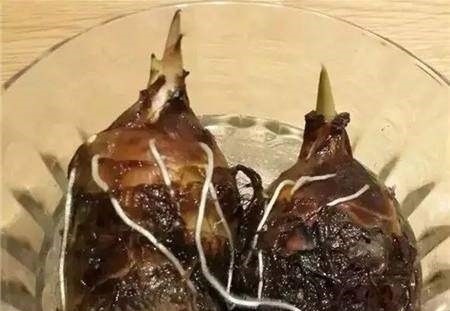 这种蔬菜吃剩了别扔，泡水里就疯长，比滴水观音还要漂亮100倍