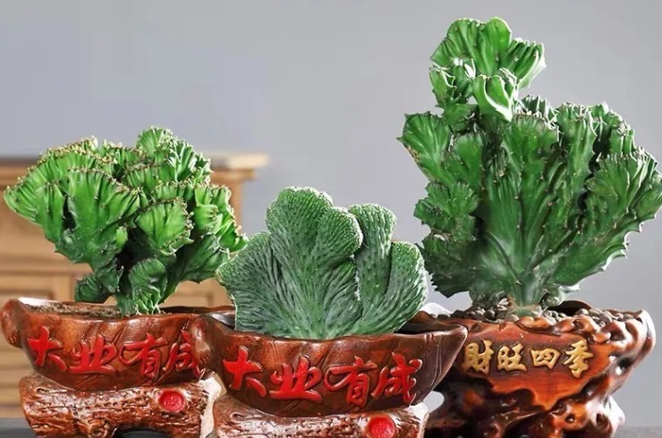 观音竹|建议中老年花友:养花就养4种,寓意是真的好