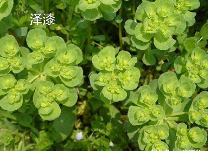 水饮|医圣张仲景:一张非常奇妙的方子,胸不闷了,气不短了,呼吸顺畅