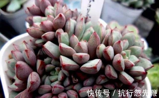 多肉植物“多头”分身秘籍
