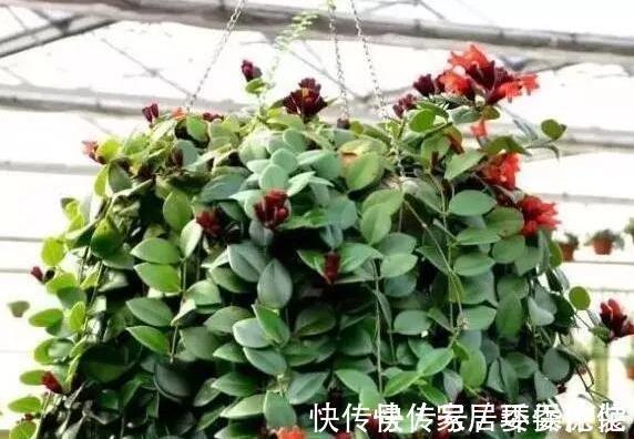 家里这些花卉吊起来养，既增加了观赏价值，又节省了养殖空间