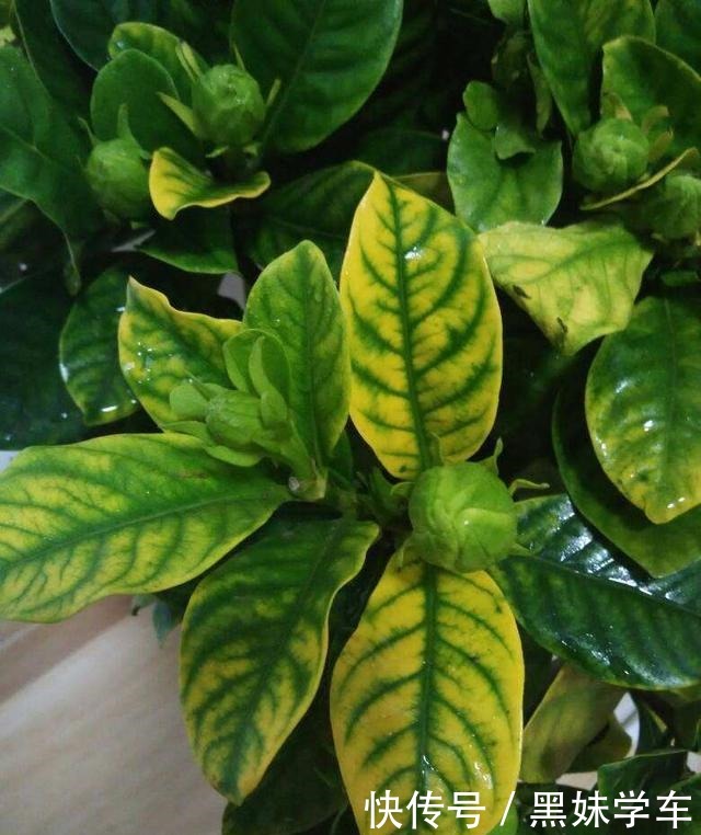 叶子莫名其妙总是黄,问题出在了土壤,加上这2种东西轻松解决!