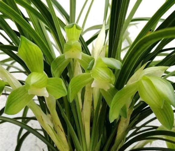 养兰花一年365天不偷懒,天天有花开,开到你不想要