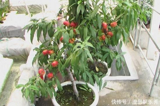 夏天吃水果,“留个籽”撒盆里,10天发芽变盆栽,养好摘果1篮子