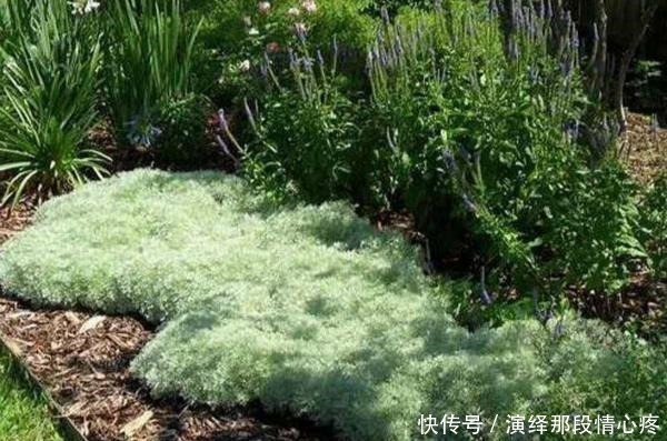 植株|9种比花还美的草,院子里种起来,美如仙境没商量!