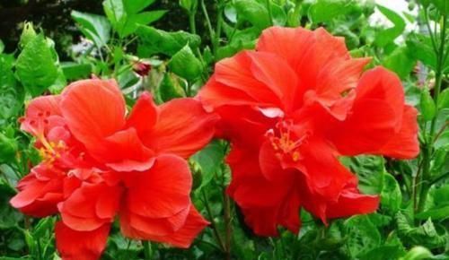 浇水|3种“女神花”,名字好听花更美,开花就爆盆,不易生病好养护