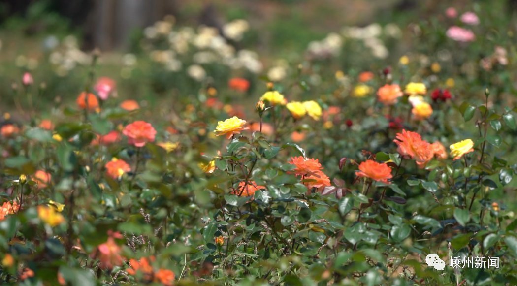 花海|美爆了，嵊州又一个网红打卡地，百亩花海盛开！还有2000多盆优惠待售…