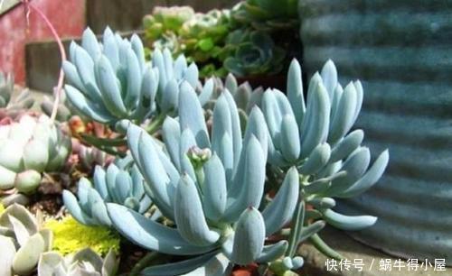 高级感|韵味十足的多肉蓝松，蓝色调满满高级感，皮实好养，长成群生老桩