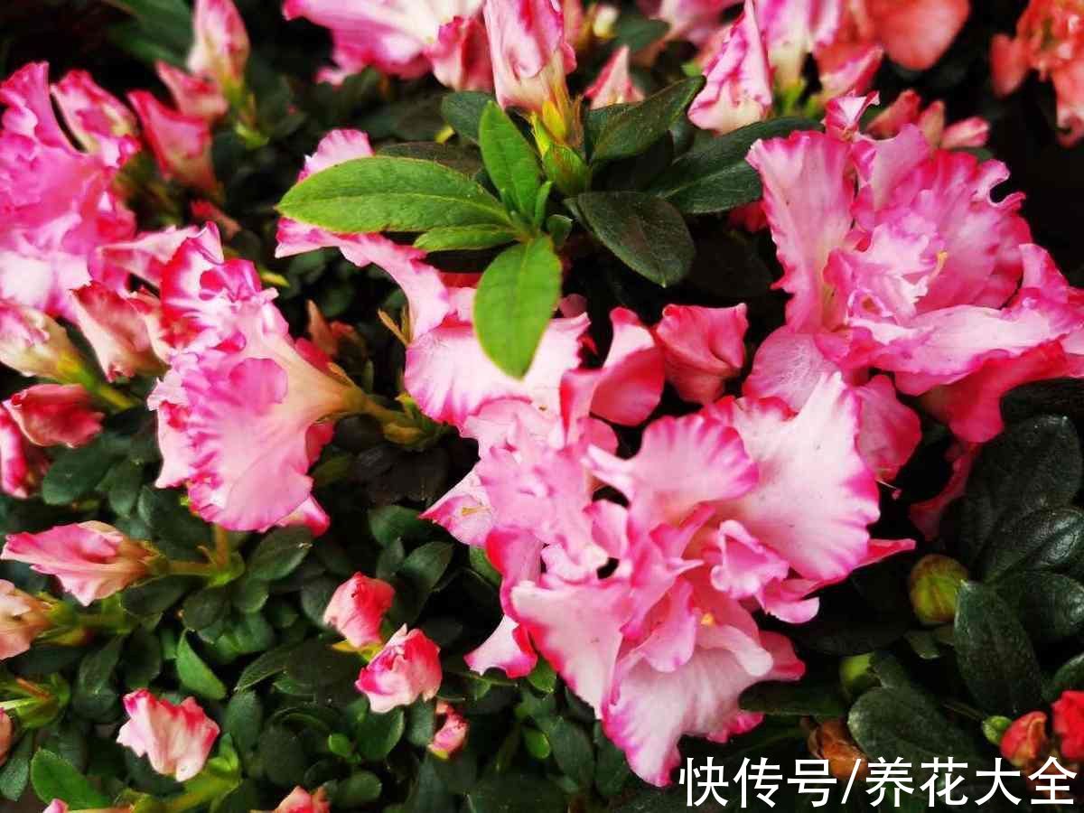 5种矫情花,不能干,不能湿,实在是娇气