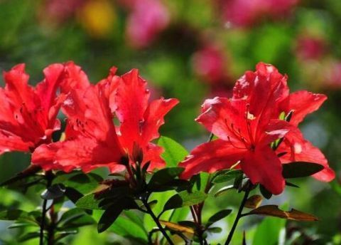 这5种花“最难养” 老手养不好,新手不敢碰