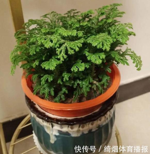 花草|十月过半，养花照顾到这4方面，株苗休眠期照样轻松过秋冬