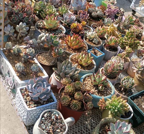 多肉|夏天养多肉，3个“痛点”别忽视，肉肉难长大，摊大饼，难度夏