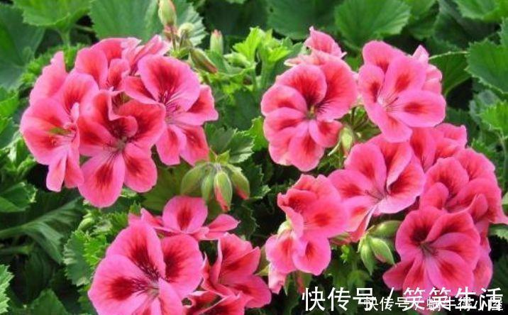 谁见了都喜欢的4种花,好养又漂亮,开起花来拦不住,美不胜收