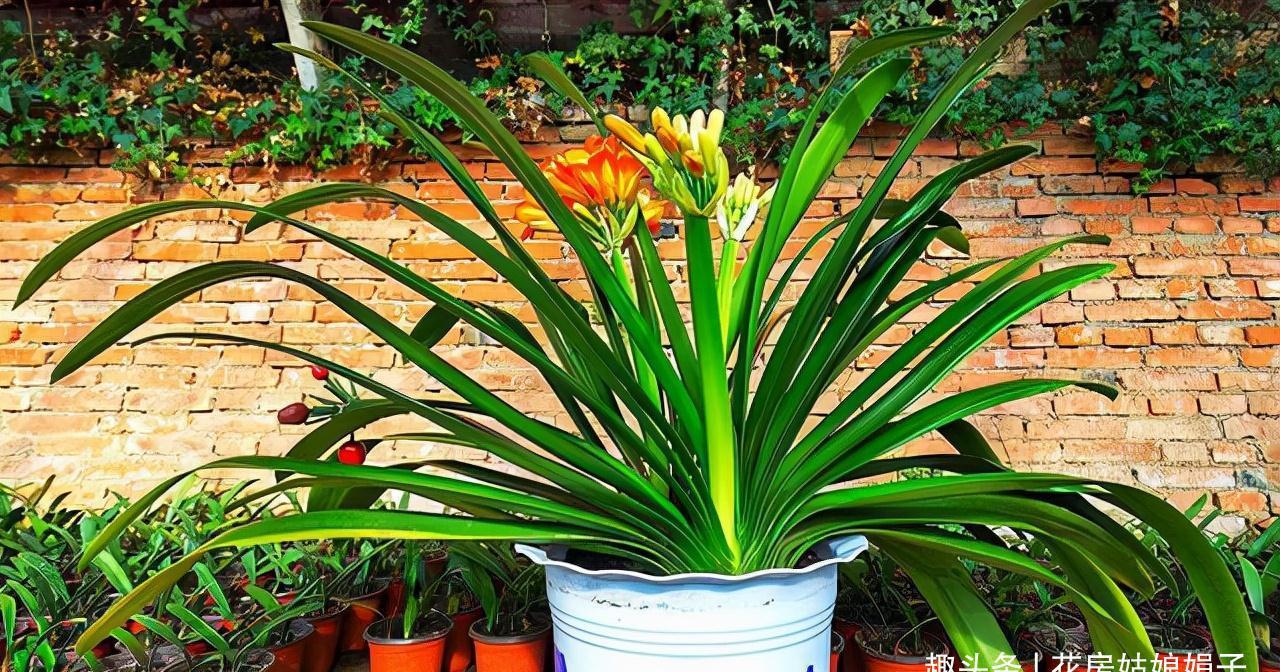 入冬后的君子兰，按照这些要求去做，帮你解决掉不开花的烦恼