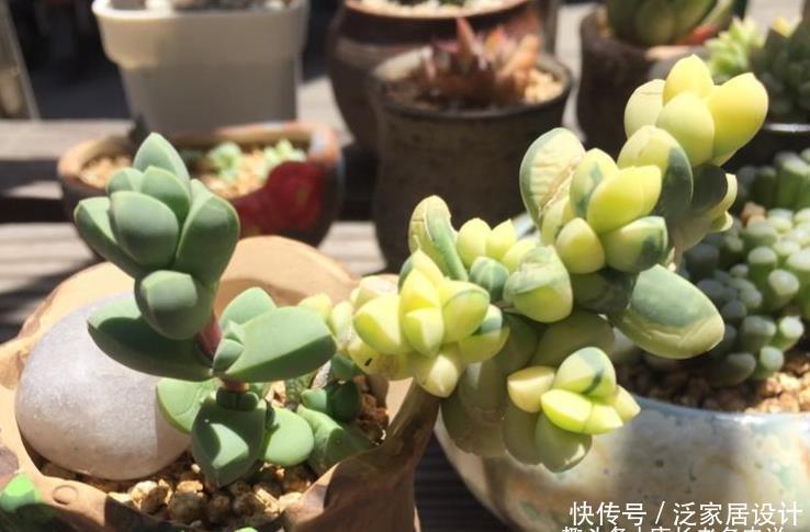 养护|多肉黄金鹿角海棠就是鹿角海棠锦,但假的特别多,分不清就会被坑
