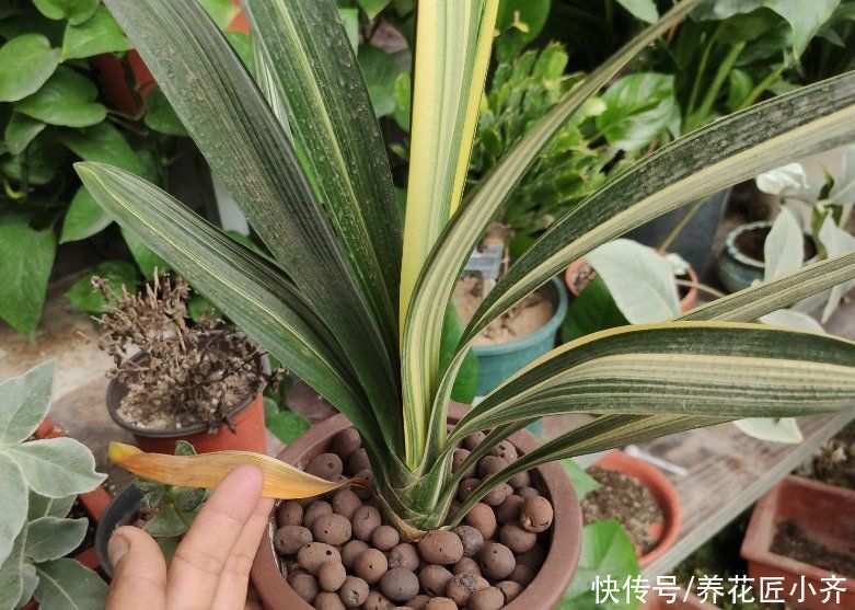 叶绿|七八月份是君子兰“难养期”,要做好“2不1少”,才能叶绿根壮