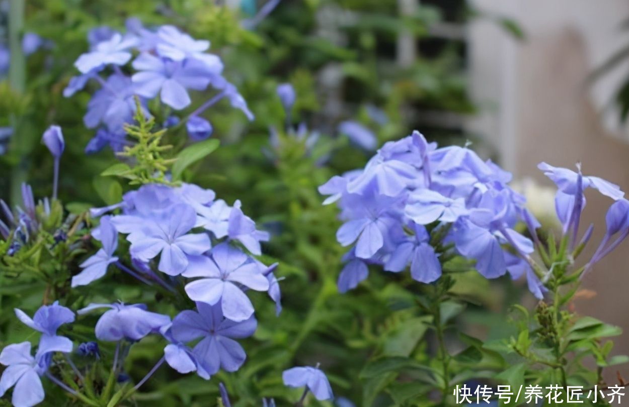 适合夏季扦插的“六种花”,操作简单,容易生根,其他季节难生根