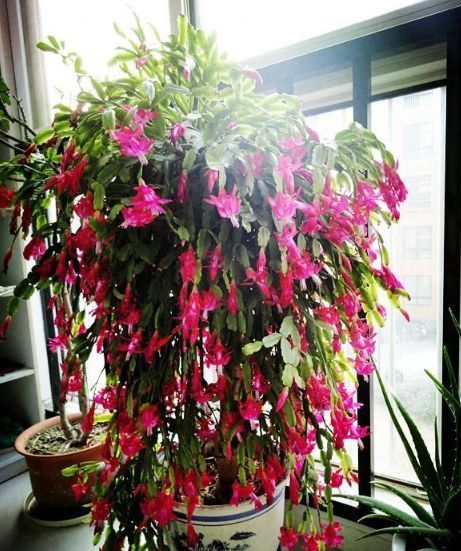 想要家里花不断,就养“2种花”,冷天也能开满头,漂亮又好养!