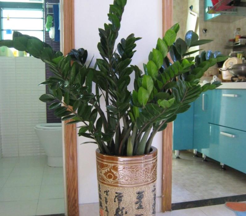 光合作用|养花提示:掌握3个技巧,盆栽金钱树、发财树枝叶绿得冒油