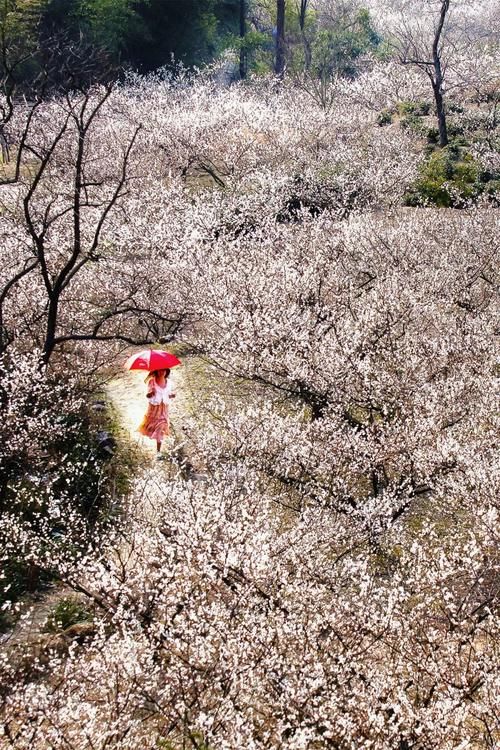 梅花陆续开放！浙江11处赏花胜地即将刷爆朋友圈，第一个就让你惊艳！