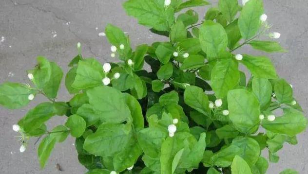 花苞|茉莉这样养，一年开5次，花苞多的压弯腰