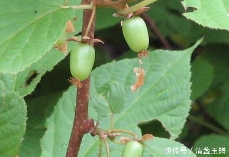 狗枣|农村最常见的7大野果,第五种果实藏在枝叶当中