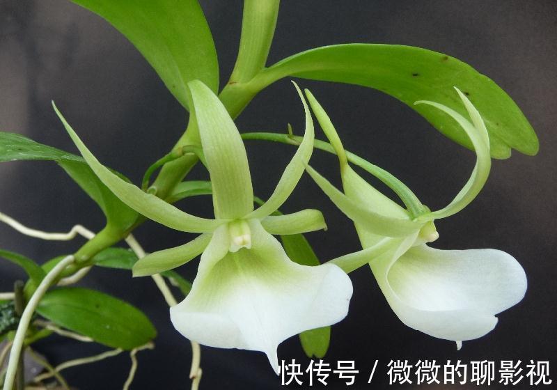 养花试试这款,花很奇怪,看起来像婴儿在襁褓中