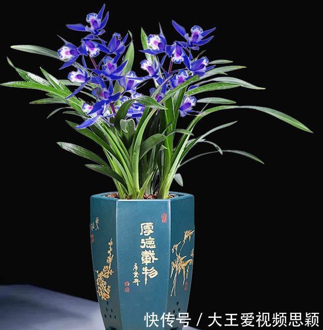 花友们|这种“蓝色”兰花，你见过吗建议大家阳台有空地，一定要养盆