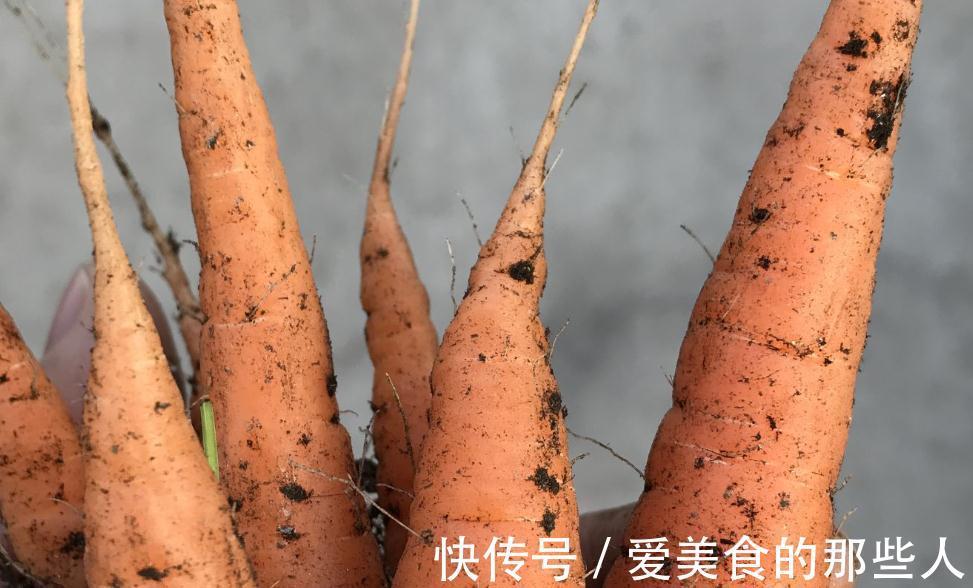 再也不用担心没地方种菜了只需一个花盆就能种出好吃的胡萝卜盆栽