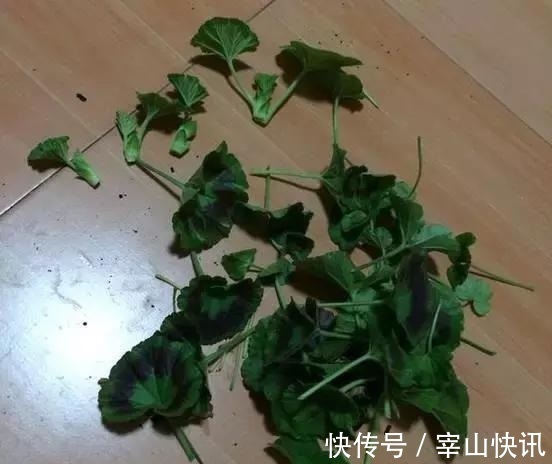 秋天的天竺葵“掐头去尾”,喂点“开花肥”,40天开花一团团