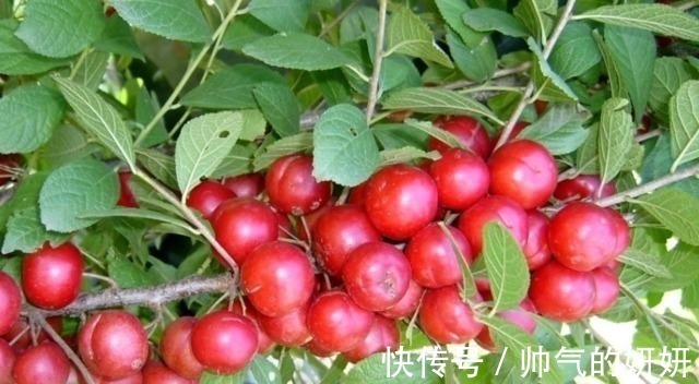 钙果|这种野果甜美多汁让人吃的停不下嘴,被老农称为水果之王实至名归