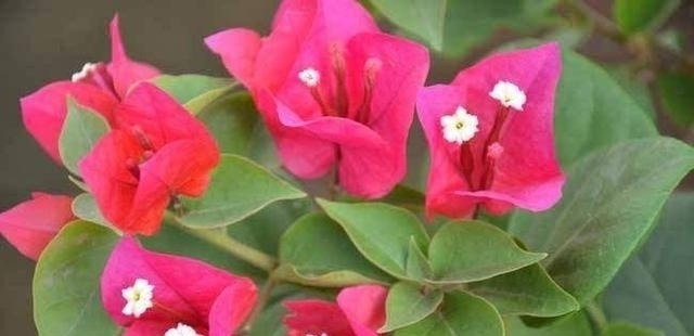 剪个枝条,插土里,开花200天,坐在家里赏花,太值!