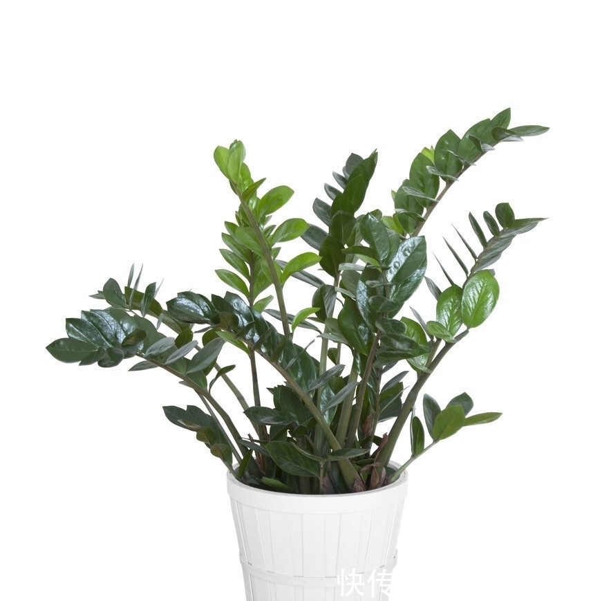 喜欢金钱树不用买，学会金钱树的扦插方法，想养几盆养几盆