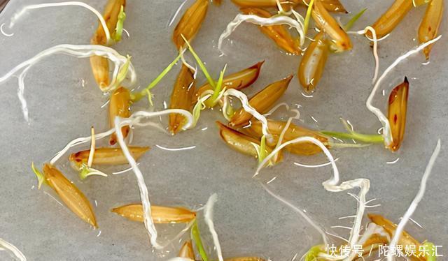 和嫦娥五号一起太空旅行的种子发芽了，这将提高水稻产量、口感