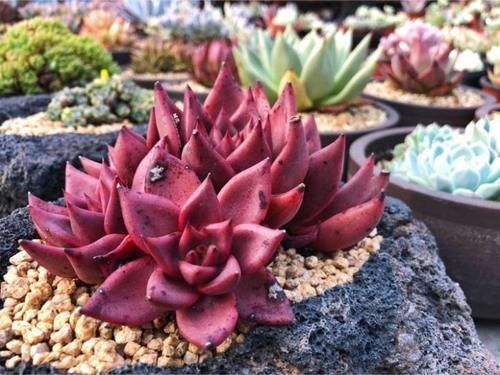 关于多肉休眠你了解多少？不同的多肉，却都有休眠期