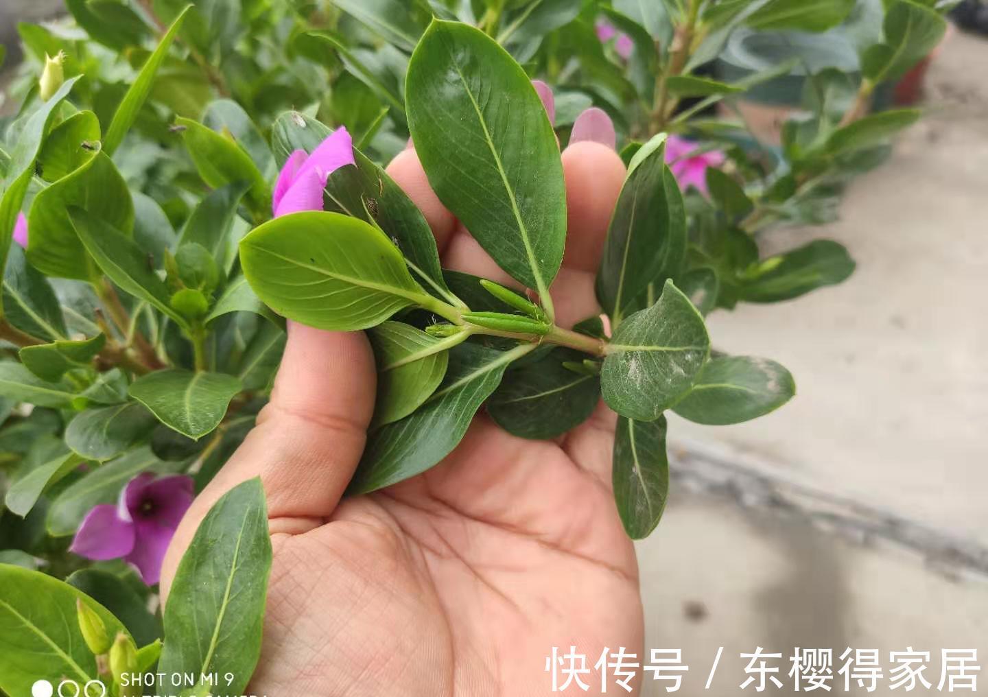 小苗|养了一棵花,爆了“一窝崽”,漂亮又好养,就是不值钱