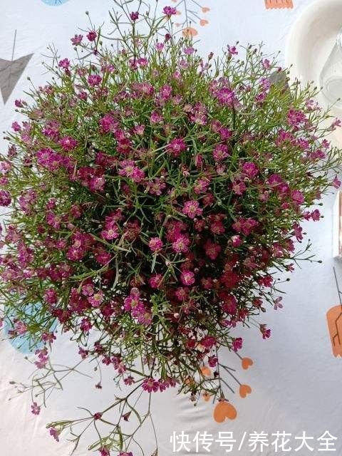 倒挂金钟总掉花苞，原来是一个问题没注意，套个塑料袋就解决