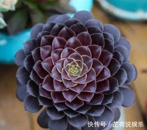 黑法师到底好不好养怎么去养,如何才能乌黑光亮