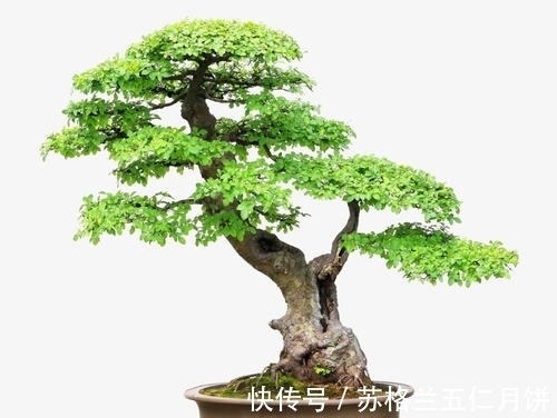榆树老桩|榆树盆景美不胜收，什么时候造型最好？
