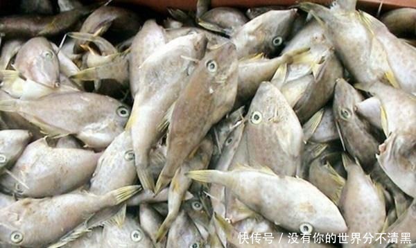 海鲜市场纯天然的5种鱼,没法养殖,只有野生的,看到了别手软