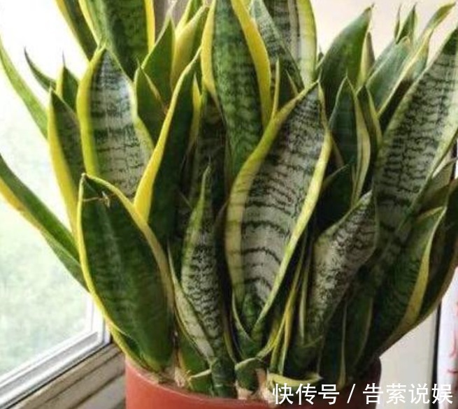 虎皮兰叶子“干瘪、发软”学会懒养，再浇“1种水”，精神抖擞