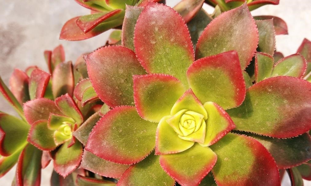 养多肉不想买土？试试此8个品种，它们可以说是最不挑土的多肉了