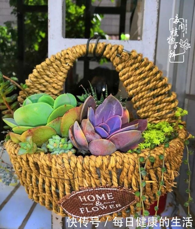 如何让多肉变美看看我是如何宠它们的!如何让多肉变美看看我是如何宠它们的!