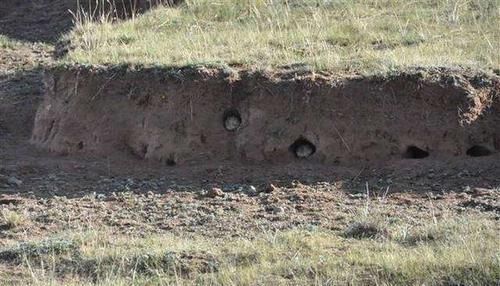 国外泛滥成灾,让人无可奈何,国内却成美味被大量养殖,一只90元