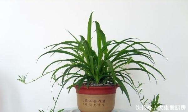 吊兰长|吊兰叶片越长越宽,秘密全是这几招,赶紧学习一下!