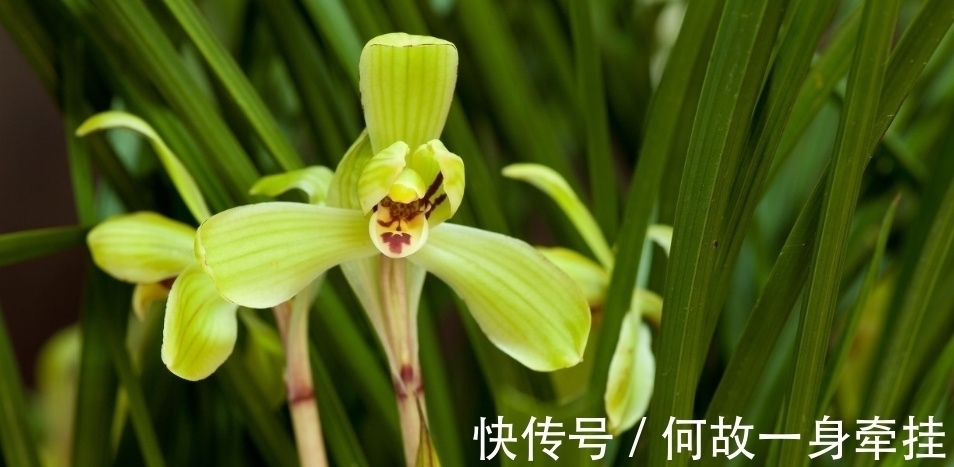 春兰老八种之首“宋梅”,花开梅瓣型,兰香醇正,是梅瓣兰之代表