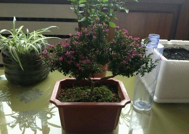 萼距花|一款很耐热的盆栽花,适合夏天种,终年常绿,四季开花,值得入手