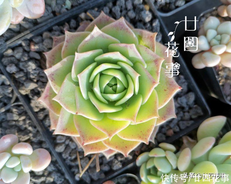 新手养多肉，记住3句“口诀”，枝粗叶胖，状态美